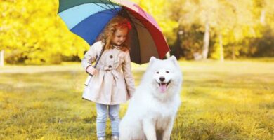 Wskazowki dotyczace wyprowadzania psa w deszczu