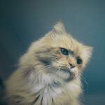 Wskazowki jak wzmocnic uklad odpornosciowy u kotow