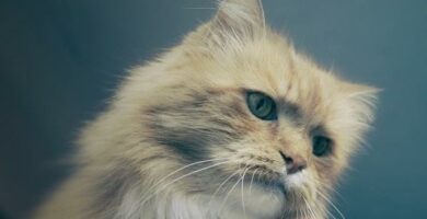 Wskazowki jak wzmocnic uklad odpornosciowy u kotow