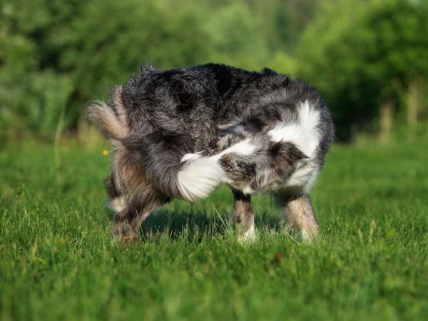 Zaburzenie obsesyjno kompulsywne u psow – OCD czy stereotypy