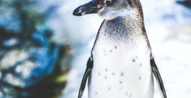 Zagrozone pingwiny