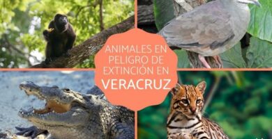 Zagrozone zwierzeta w Veracruz