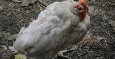 Zakazne zapalenie oskrzeli u ptakow objawy i leczenie