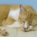 Zakazne zapalenie otrzewnej kotow FIP objawy i leczenie
