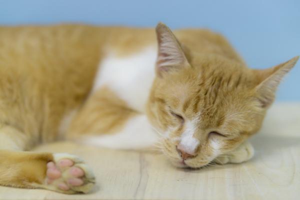 Zakazne zapalenie otrzewnej kotow FIP objawy i leczenie