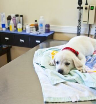 Zakazne zapalenie watroby psow objawy i leczenie