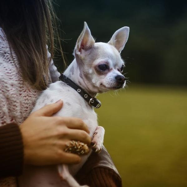 Zapadniecie tchawicy u psow objawy i leczenie