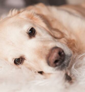 Zapalenie jelita grubego u psow objawy i leczenie