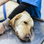 Zapalenie miesni u psow przyczyny objawy i leczenie