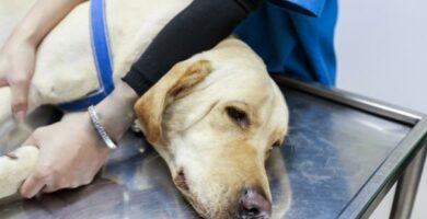 Zapalenie miesni u psow przyczyny objawy i leczenie