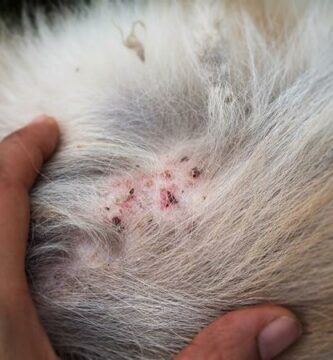 Zapalenie mieszkow wlosowych u psow przyczyny objawy i leczenie