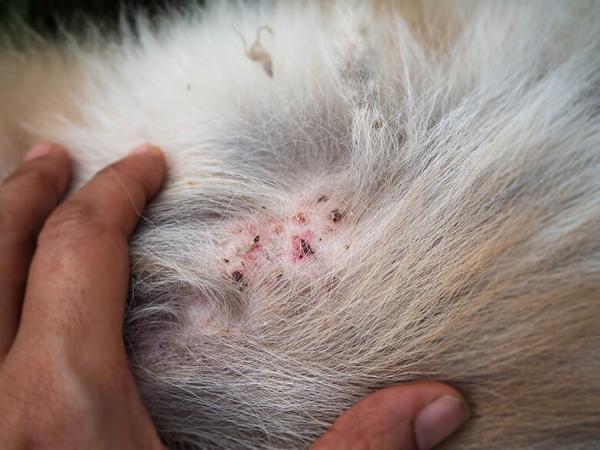 Zapalenie mieszkow wlosowych u psow przyczyny objawy i leczenie