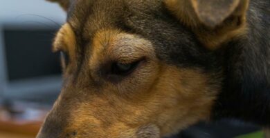 Zapalenie naczyn u psow przyczyny objawy i leczenie