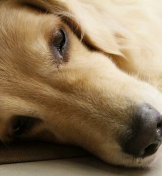 Zapalenie opon mozgowych u psow objawy i leczenie