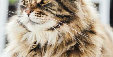 Zapalenie pecherza moczowego u kotow przyczyny objawy i leczenie