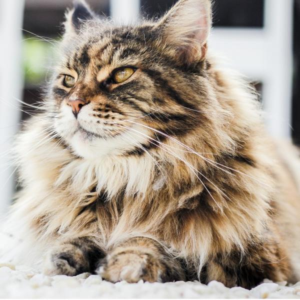 Zapalenie pecherza moczowego u kotow przyczyny objawy i leczenie