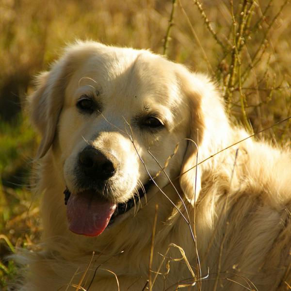 Zapalenie pecherza moczowego u psow przyczyny objawy i leczenie