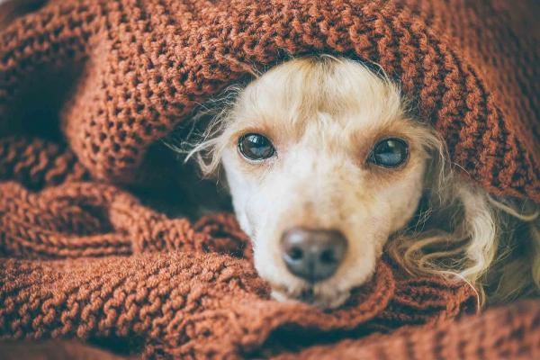 Zapalenie pluc u psow Zarazanie pielegnacja i leczenie