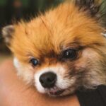 Zapalenie tchawicy u psow objawy przyczyny i leczenie