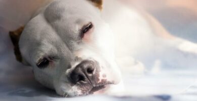 Zapalenie zoladka i jelit u psow objawy leczenie i