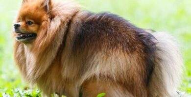 Zaparcia u psow przyczyny objawy i leczenie