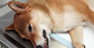 Zatrucie jadem kielbasianym u psow leczenie diagnoza i objawy