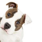 Zespol przedsionkowy u psow objawy i leczenie
