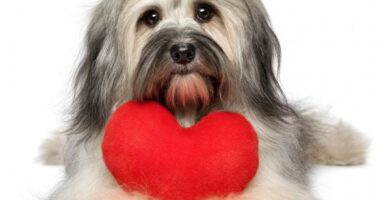 Zwezenie pluc u psow objawy i leczenie