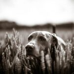 Zwichniecie rzepki u psow Objawy i leczenie