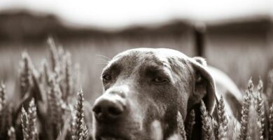 Zwichniecie rzepki u psow Objawy i leczenie