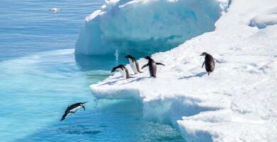 Zwierzeta Antarktydy i ich cechy
