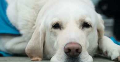 Zwloknienie pluc u psow objawy i leczenie