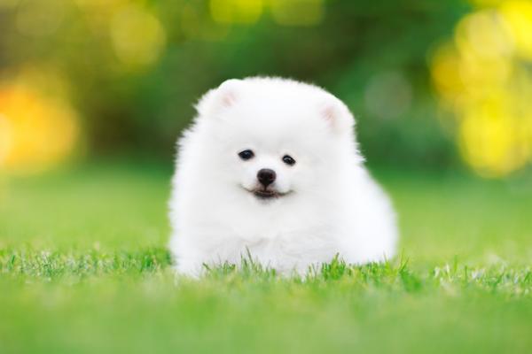 10 razas de perros pequenos blancos 24003 600
