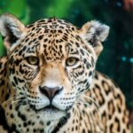 12 najbardziej zagrozonych zwierzat w Hondurasie