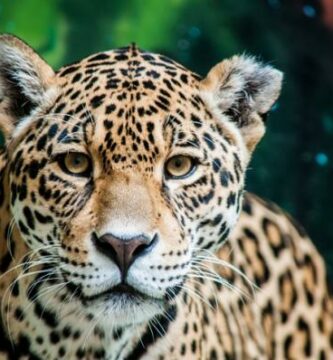 12 najbardziej zagrozonych zwierzat w Hondurasie
