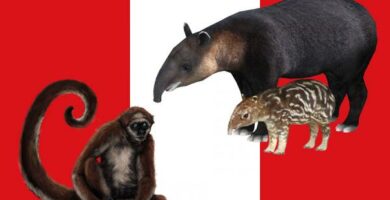 12 zwierzat zagrozonych wyginieciem w Peru