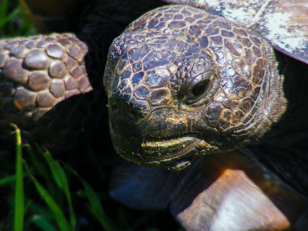 Najczęstsze choroby żółwi wodnych i lądowych - Problemy z oczami