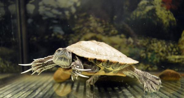 Najczęstsze choroby żółwi wodnych i lądowych – Rozpoznawanie oznak choroby u żółwia