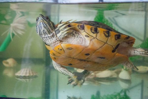 Najczęstsze choroby żółwi wodnych i lądowych - Biegunka i zaparcia