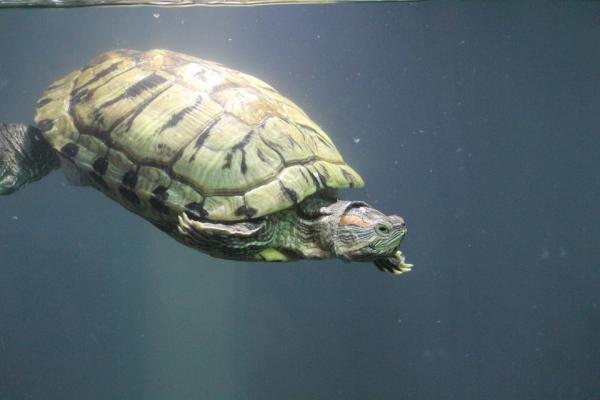 Najczęstsze choroby żółwi wodnych i lądowych - Infekcje dróg oddechowych