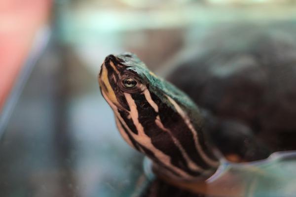 Najczęstsze choroby żółwi wodnych i lądowych - Zmiany chorobowe i skorupy na nogach