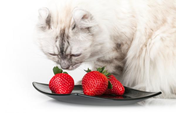 Polecane owoce i warzywa dla kotów - owoce, które koty mogą jeść