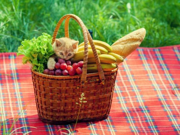 Polecane owoce i warzywa dla kotów - zalety owoców i warzyw dla kotów