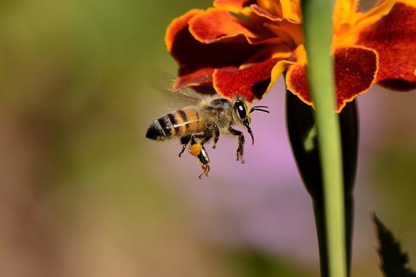 Użądlenie pszczół u psów - objawy i co robić - Objawy użądlenia pszczół u psów