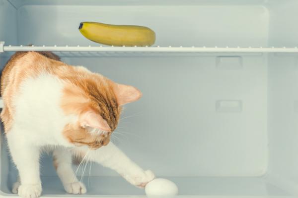 Czy koty mogą jeść jajka?  - Środki ostrożności przy oferowaniu jajek naszym kotom