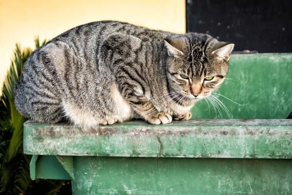 Choroby, które może przenosić bezdomny kot - Wścieklizna