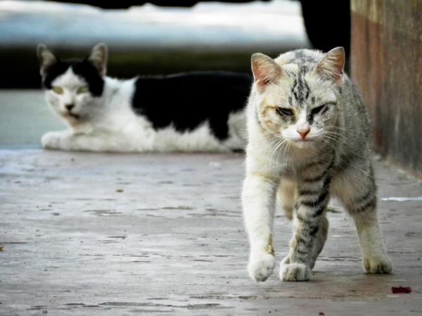 Choroby, które może przenosić bezdomny kot - Choroba kociego pazura