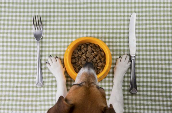 Ile razy dziennie pies powinien jeść?  - Jak wybrać dobrą karmę dla psa?