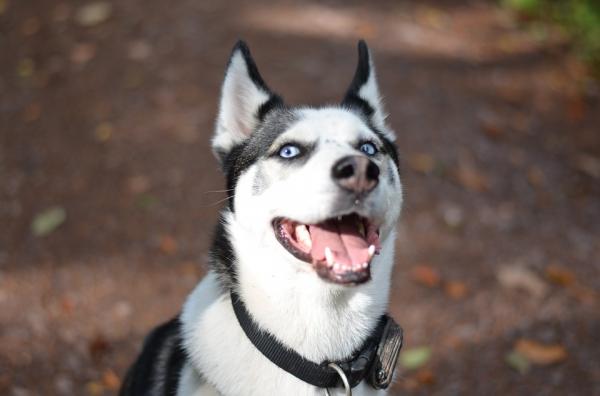 Wytresuj psa husky syberyjskiego — poznaj swojego psa