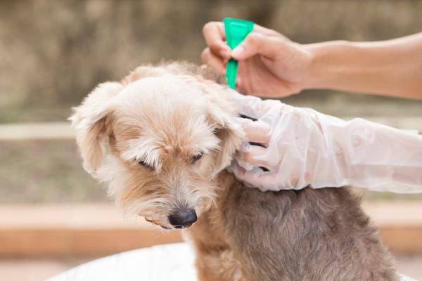 Ukąszenia komarów u psów - Objawy, leczenie i profilaktyka - Zapobieganie ukąszeniom komarów u psów